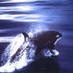 Logo de Radio Aorca