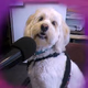 Logo de WPet Talk Radio
